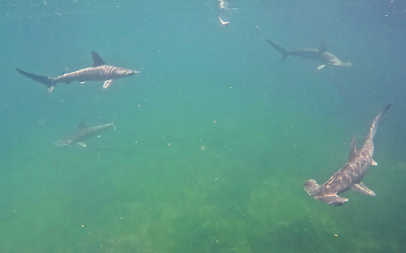 ちびサメウォッチング